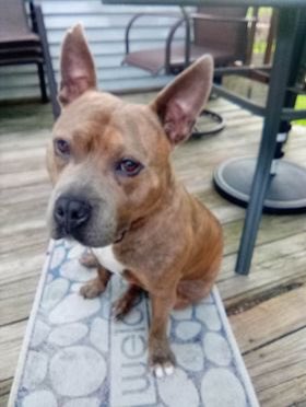 PeninsulaSPCA's tweet photo. It’s #ForeverFriday! Wade, now Perceval, is loving life in his new home. Congrats to Perceval and his family! 🏠❤️🐾 https://t.co/1eKd0jgvhc