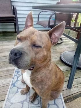 PeninsulaSPCA's tweet photo. It’s #ForeverFriday! Wade, now Perceval, is loving life in his new home. Congrats to Perceval and his family! 🏠❤️🐾 https://t.co/1eKd0jgvhc