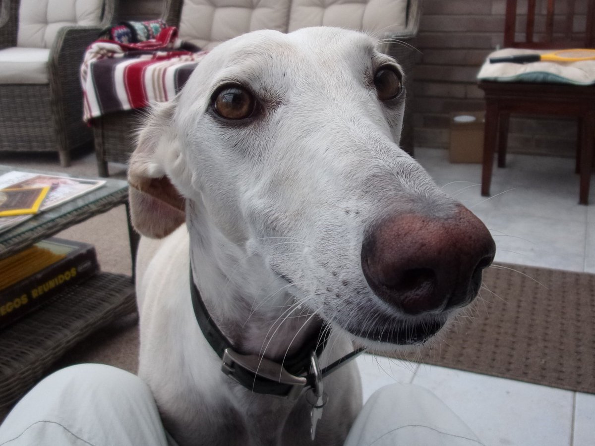 galgos_GIN's tweet photo. Have you given a furever home to one of our galgos? We need your photos (ideally landscape) of your adopted galgos for our 2024 calendar by the end of August. Please post or email them to us - contact details on the website https://t.co/OOBrWiLGgF #galgos #recuedogs https://t.co/YQA72CSGmn