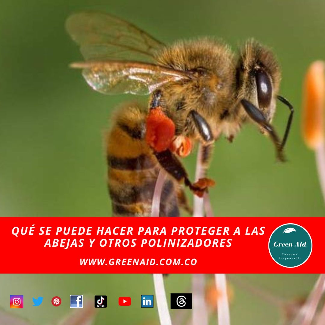 GreenAid10's tweet photo. El artículo completo en nuestro Blog
https://t.co/b3DWa35RNr.
Juntos podemos ayudar #CuidaElPlaneta #NoMasPlastico #DesechablesCompostables #Usacompostables #dejatuhuella #greenaid @franciscoactiv2 https://t.co/kyiVy2lsEt