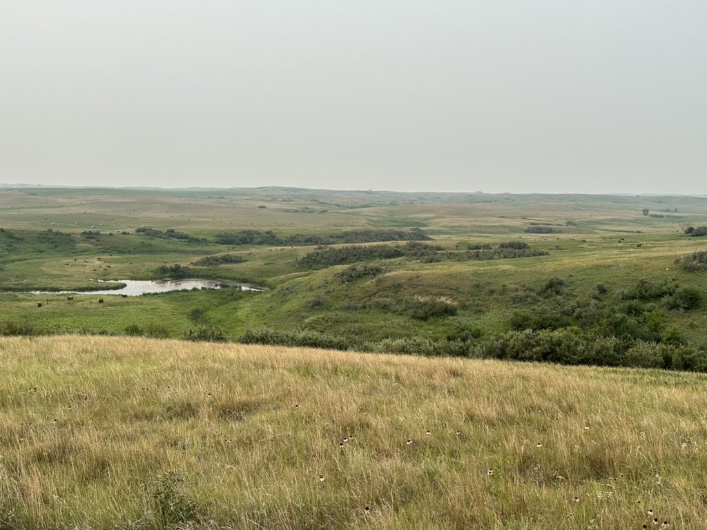schrieferranch's tweet photo. Happy cows on this hazy, smoky morning. #justranchin #makelogginggreatagain #canadagetyourcraptogether https://t.co/GG3lqGKahZ