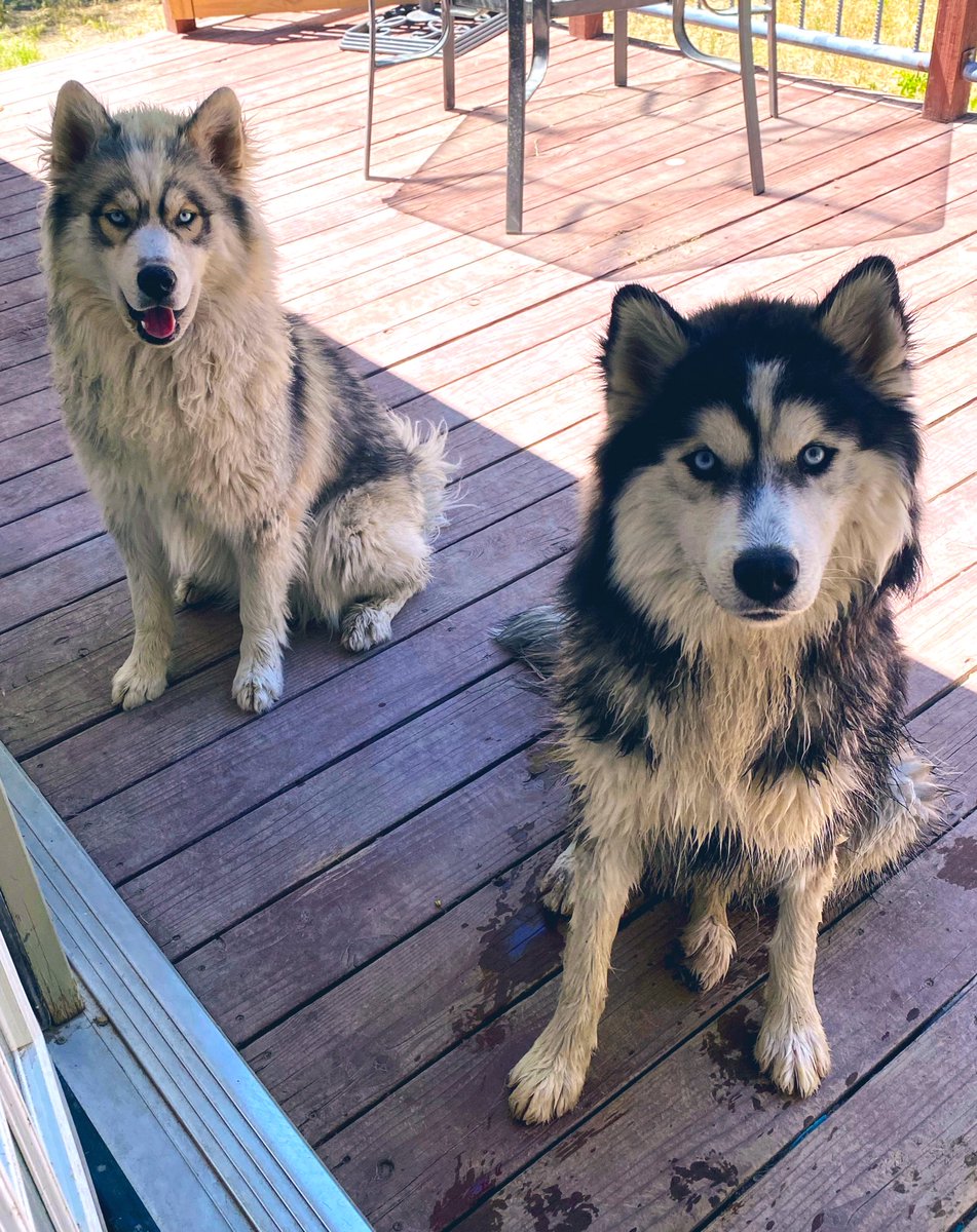 NanAsian5's tweet photo. @MrBeast Winning will help put me that much closer to to being able to develop better techniques and more options for women who suffer from fertility and reproductive health issues. That is my goal in this life. 💙 
Also, here is a pic of my sweet boy 🐾 and his brother: https://t.co/ZkrJkgED7i
