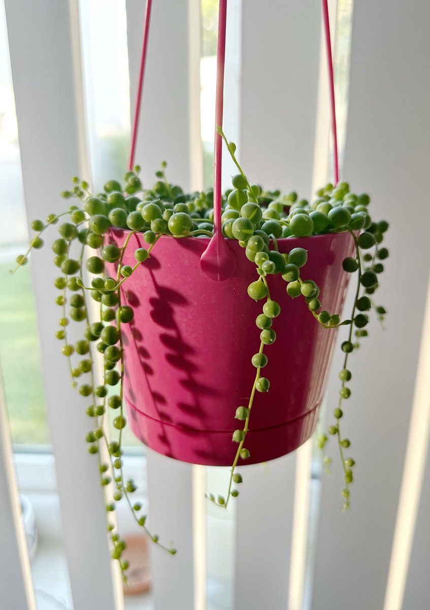 ppoppopower's tweet image. 많이 자랐다 신기 
#stringofpearls