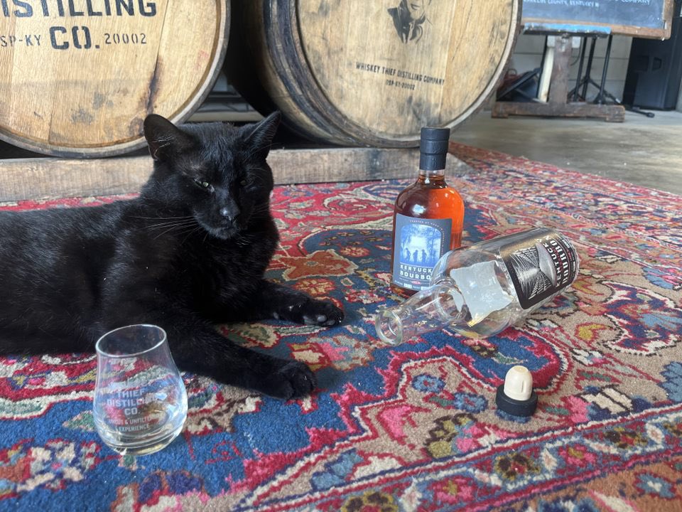 Whiskey whiskers 🐈‍⬛🥃

#whiskeythiefdistillingco #whiskeythief #whiskey #bourbon #bourbontrail #kentuckybourbontrail #kentucky #singlebarrelbourbon #singlebarrel #craftbourbon #craftdistillery #visitkentucky #bourbonlovers