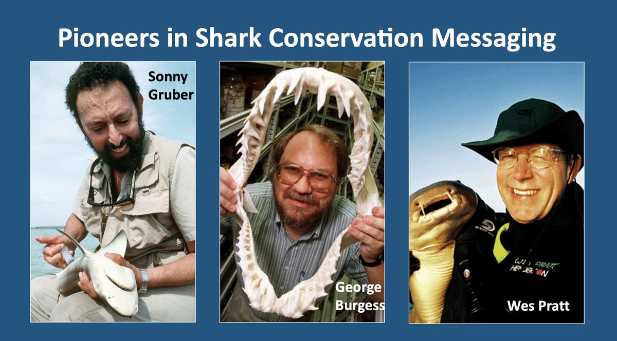 SharkAdvocates's tweet image. #SharkAwarenessDay overlaps with #JMIH23 #AES23: We're honoring early @ElasmoSociety Presidents for changing public perceptions of sharks from the 1970s Jaws mentality to the science-based appreciation &amp;amp; concern that led to the first 🇺🇸 fishing limits in the 1990s 👏👏👏🦈💙