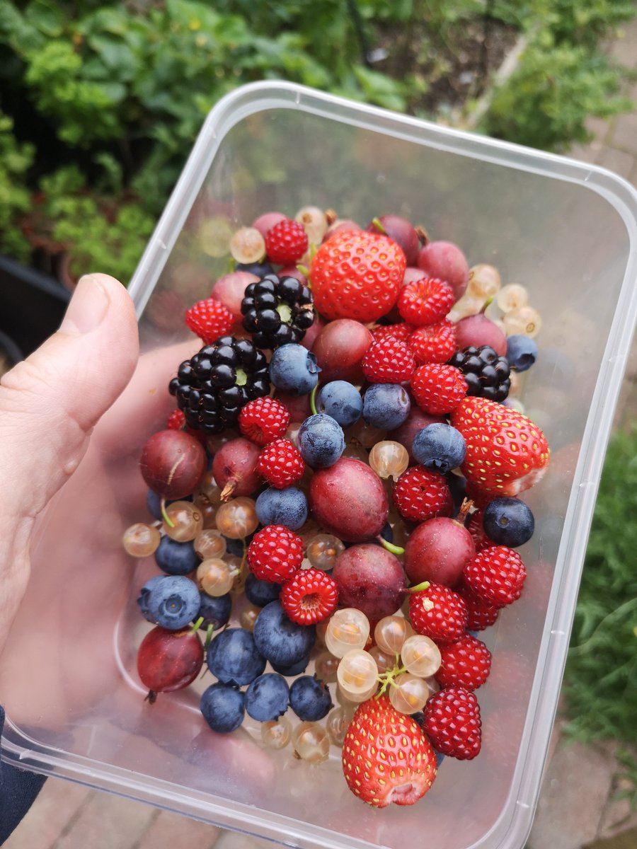 Food growing is hard in London's soil (if you're lucky) and rubble. But at this time of year, when this 4x10m backyard in #Walworth yields soft fruit like this every day,  it feels worth it.