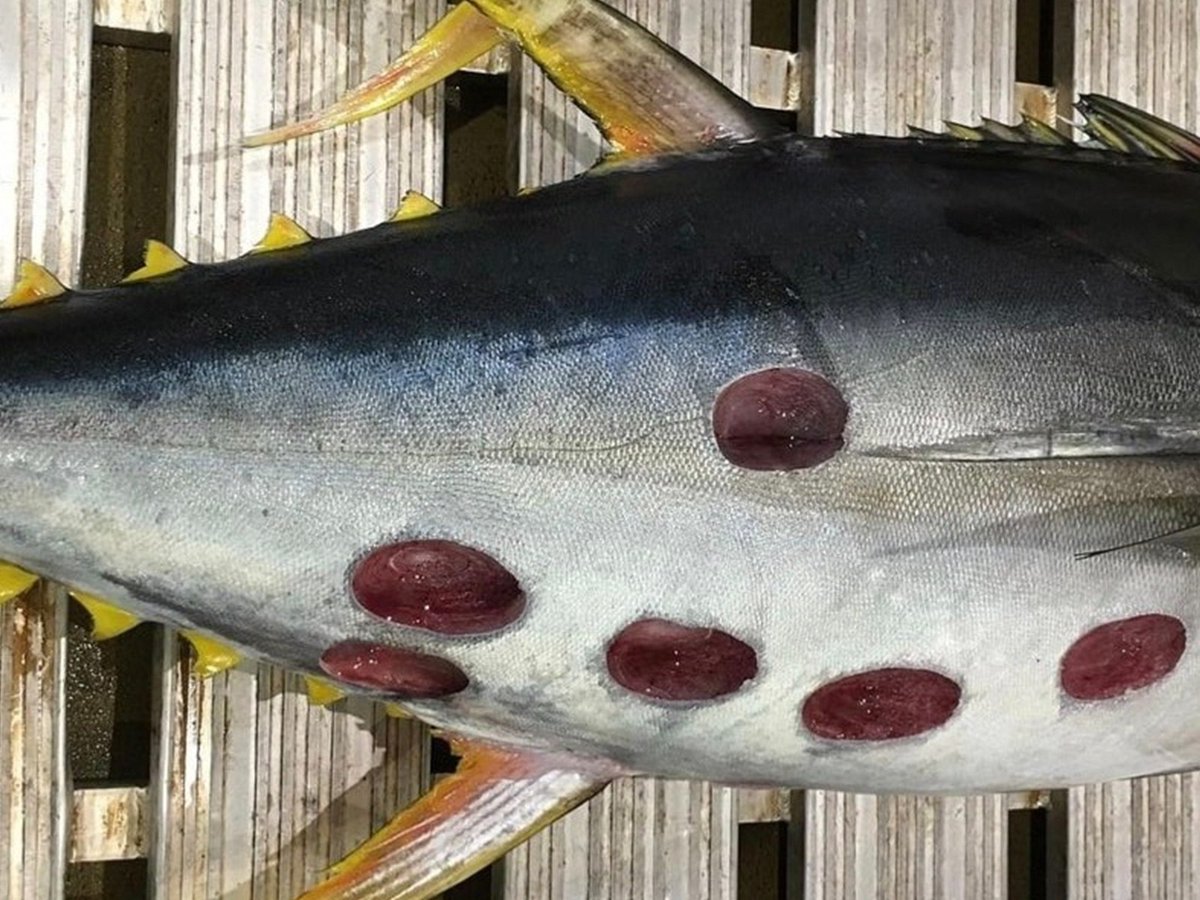 Deep_Sea_Facts's tweet photo. The cookiecutter shark is a deep sea shark that uses its suction like lips to latch onto prey whilst it bites and spins to cut out "cookie" shaped holes out of larger animals #facts #deepsea https://t.co/LJ21MWqhZH