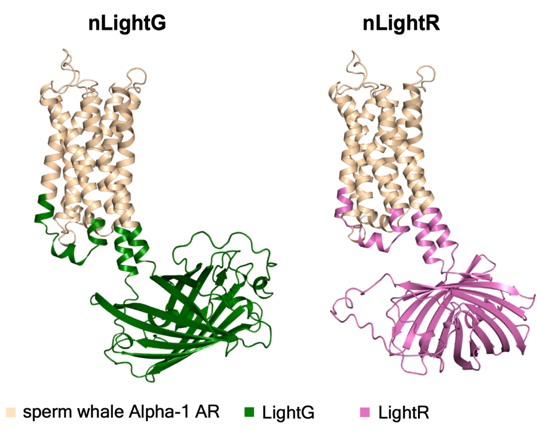 tommaso patriarchi (@tpatriarchi) on Twitter photo Next-generation green and red norepinephrine (NE) indicators are out in <a href="/naturemethods/">Nature Methods</a>!
Incredible team effort with <a href="/FellinLab/">Fellin Lab - Italian Institute of Technology</a> <a href="/SimWieg/">J. Simon Wiegert</a> <a href="/ReinerLab/">A. Reiner Lab</a> <a href="/BohacekLab/">Johannes Bohacek</a> <a href="/UZH_IPT/">Institute of Pharmacology and Toxicology</a>. Grateful to our funders <a href="/ERC_Research/">European Research Council (ERC)</a> <a href="/snsf_ch/">Swiss National Science Foundation</a> <a href="/ProjectDeeper/">DEEPER_project</a> Next-generation green and red norepinephrine (NE) indicators are out in <a href="/naturemethods/">Nature Methods</a>!
Incredible team effort with <a href="/FellinLab/">Fellin Lab - Italian Institute of Technology</a> <a href="/SimWieg/">J. Simon Wiegert</a> <a href="/ReinerLab/">A. Reiner Lab</a> <a href="/BohacekLab/">Johannes Bohacek</a> <a href="/UZH_IPT/">Institute of Pharmacology and Toxicology</a>. Grateful to our funders <a href="/ERC_Research/">European Research Council (ERC)</a> <a href="/snsf_ch/">Swiss National Science Foundation</a> <a href="/ProjectDeeper/">DEEPER_project</a>