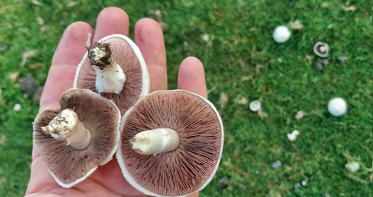 netherfield34's tweet image. There is one big advantage to all this rain: field mushrooms! The sheep pasture is full of them - too many for my hands to carry. I am just waiting for a break in the showers &amp;amp; will be foraging for a good crop with my harvest bag. There is nothing as nice &amp;amp; tasty as #FoodForFree