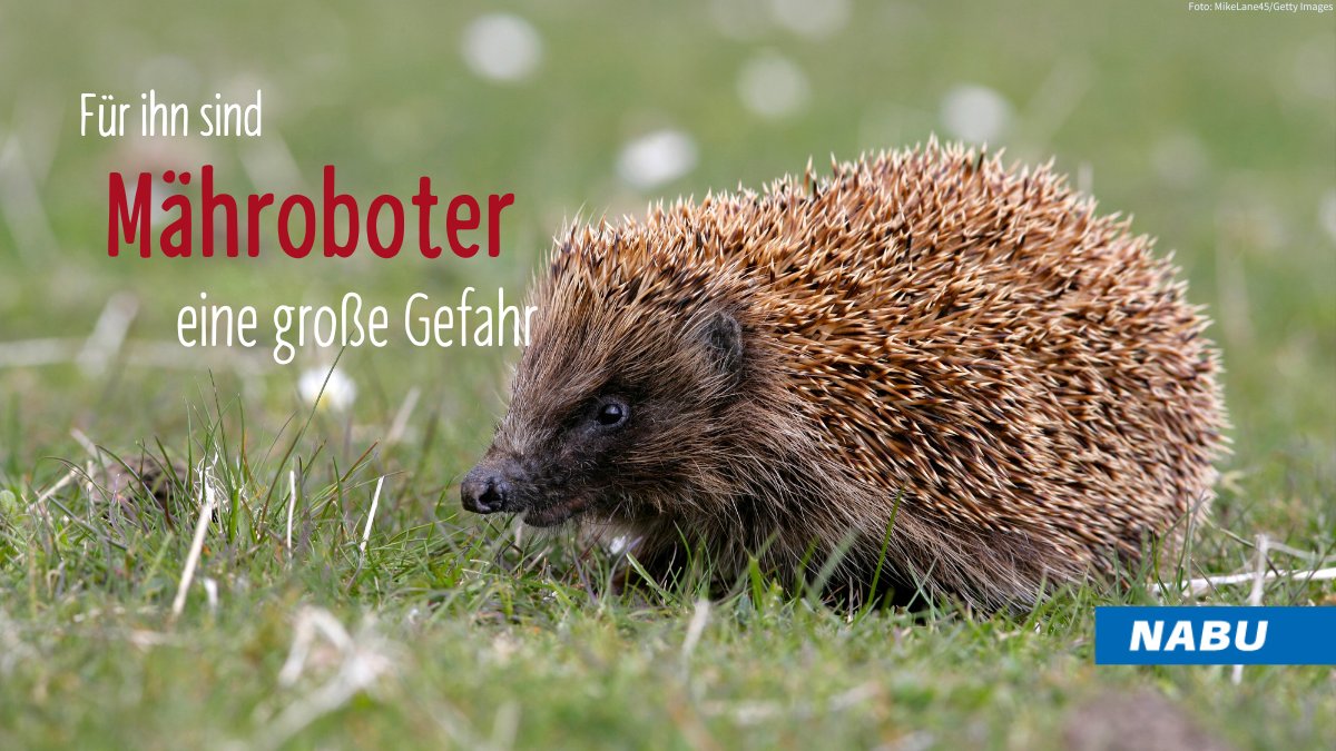 🦔☠️Mähroboter sind für den einen praktisch, für den anderen eine tödliche Gefahr.  Igel zum Beispiel können durch die Geräte schwer verletzt werden. Und das passiert gar nicht selten. Mehr erfahrt ihr hier:  nabu.de/umwelt-und-res…
