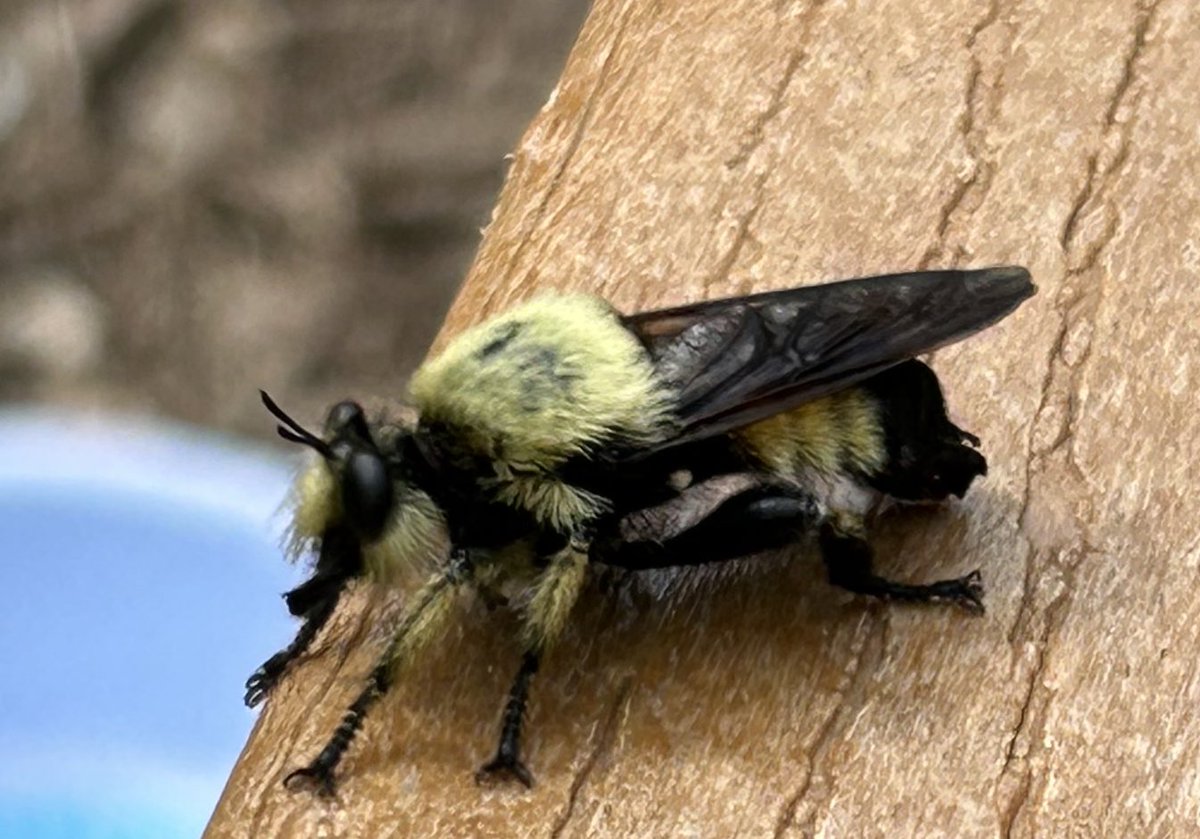 BentMo27's tweet image. #robberfly stole my bench