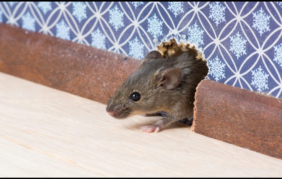 Ecovanguard001's tweet photo. Rodent Control

Rats and mice are known to carry many diseases. These diseases can spread to people directly, through handling of rodents; contact with rodent feces (poop), urine, or saliva (such as through breathing in air or eating food that is contaminated with rodent waste) https://t.co/0gamwI6oKb