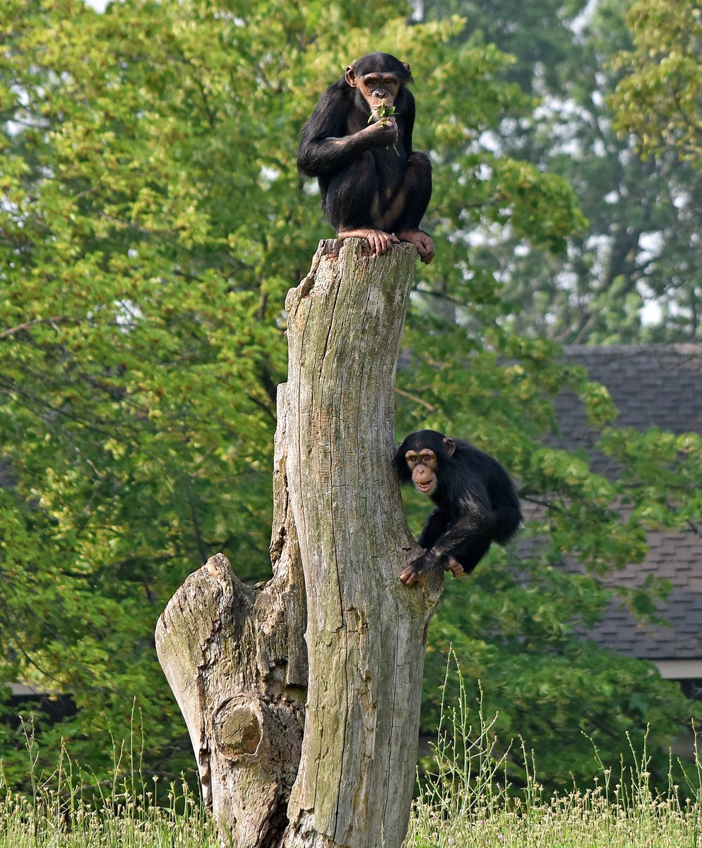 This girl is tops in our book! Visit Jane, who is celebrating her fifth birthday today. While you are there, wish the whole troop a happy World Chimpanzee Day! Plan your visit to the Detroit Zoo: detroitzoo.org #DetroitZoo #Chimpanzee #AnimalBirthday