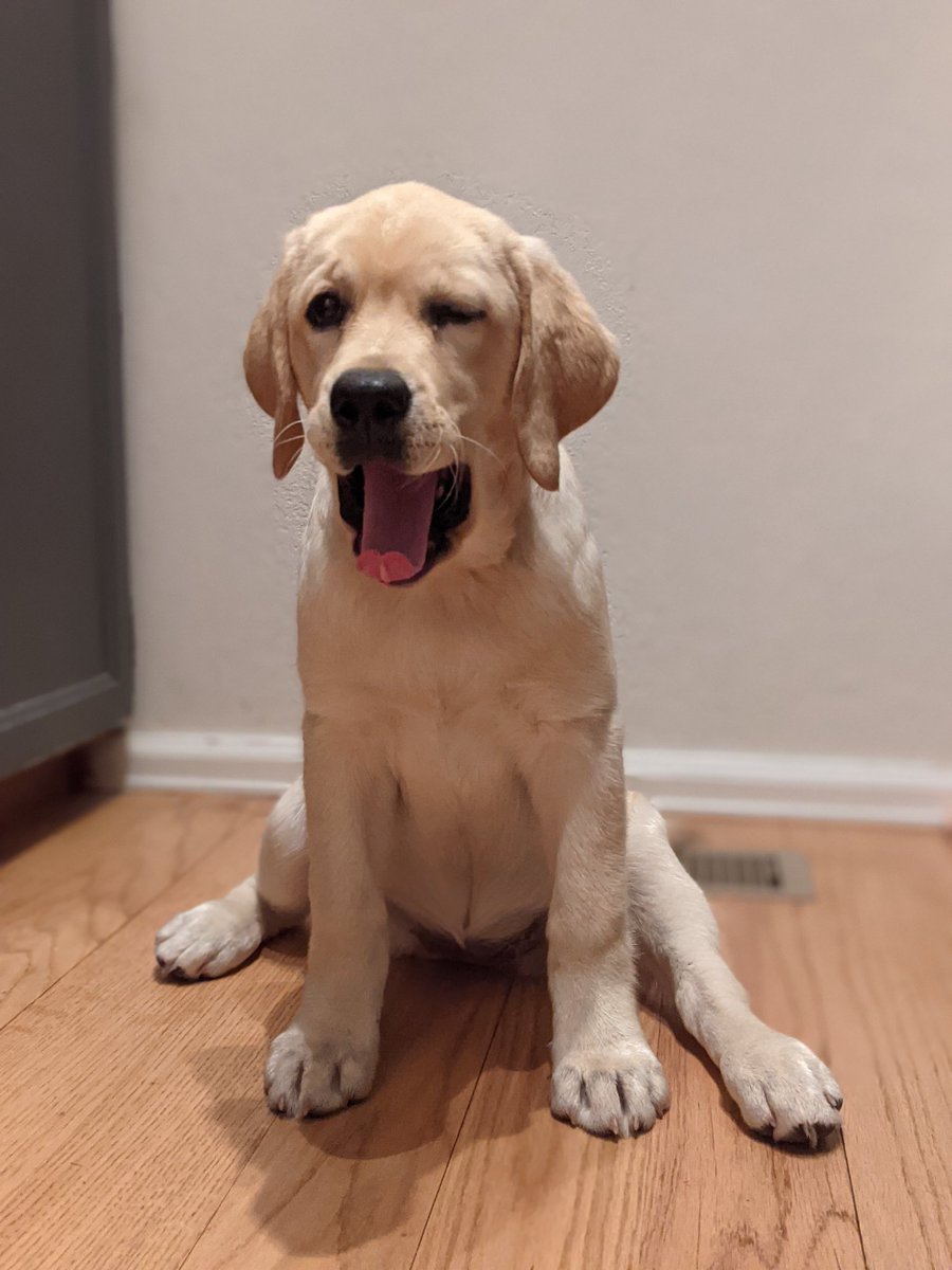 dot_hog's tweet image. 😜
Old puppy pix.