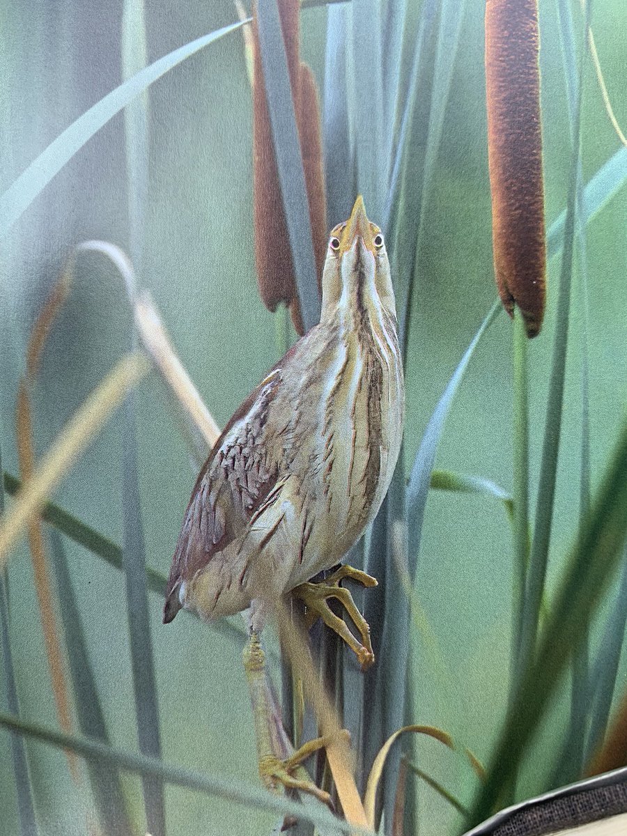 The bittern seems to have a significant ocular torticollis… or a superiorly displaced beak. #avianophthalmology #oculartorticollis #bittern