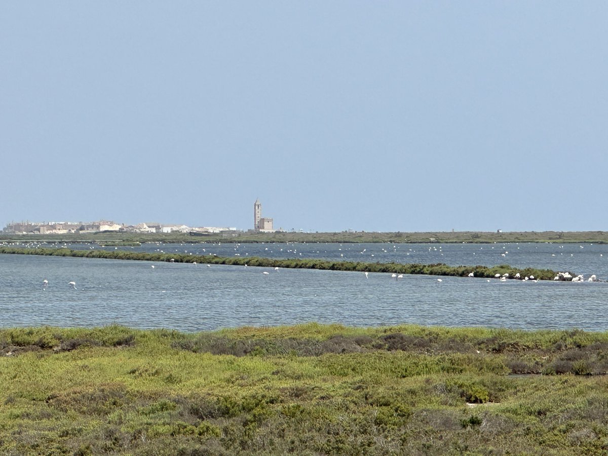 marseron's tweet image. Una maravilla ver las Salinas del #CaboDeGata con agua, vegetación y fauna en julio.
Deberíamos estar destrozados y buscando desesperadamente soluciones por las pérdidas de zonas como #FuenteDePiedra @SalvemosDonana #Damián Son parte de nuestro patrimonio, riqueza e identidad.