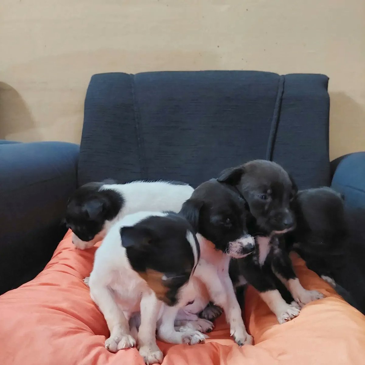 adrianaort_'s tweet photo. URGENTE!
Abandonados en la calle, estaban por morir de frío. Ellos no entienden pq lo hicieron solo tienen mucho amor para dar a su nueva flia😭❤️ ya están bañaditos y desparasitados. Si está en tus posibilidades adoptar a uno xf hacelo.📱0976264095 📌Piribebuy, podemos acercar https://t.co/Wp0J2Epg1x