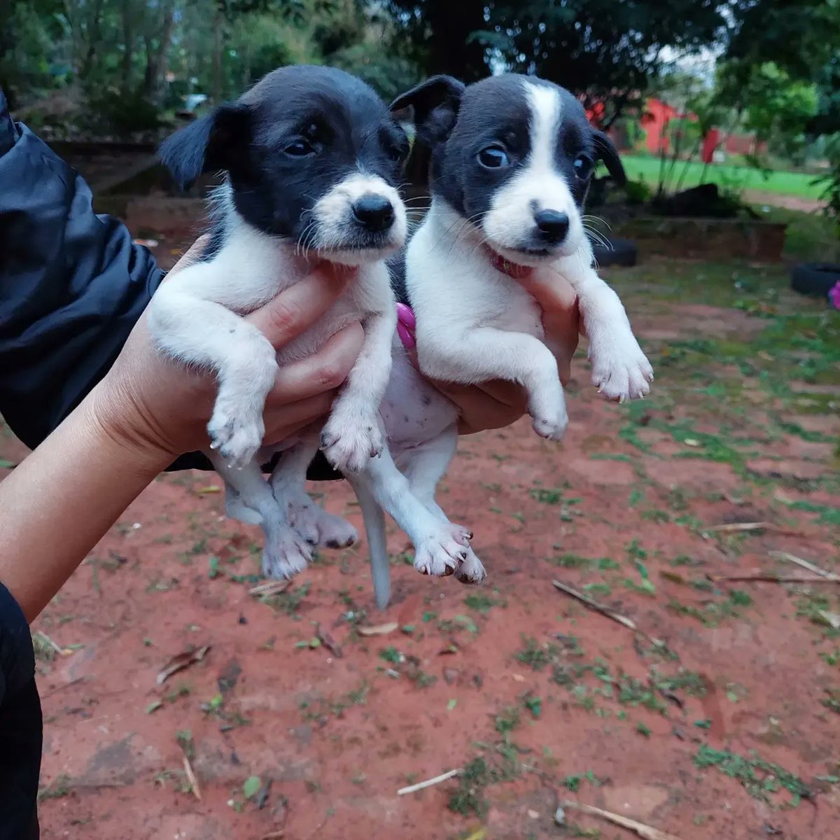 adrianaort_'s tweet photo. URGENTE!
Abandonados en la calle, estaban por morir de frío. Ellos no entienden pq lo hicieron solo tienen mucho amor para dar a su nueva flia😭❤️ ya están bañaditos y desparasitados. Si está en tus posibilidades adoptar a uno xf hacelo.📱0976264095 📌Piribebuy, podemos acercar https://t.co/Wp0J2Epg1x