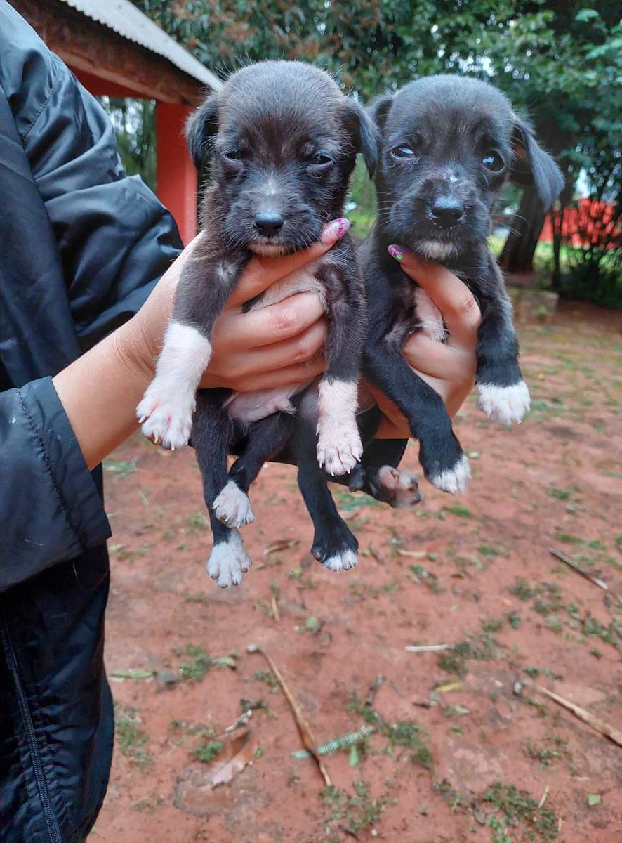 adrianaort_'s tweet photo. URGENTE!
Abandonados en la calle, estaban por morir de frío. Ellos no entienden pq lo hicieron solo tienen mucho amor para dar a su nueva flia😭❤️ ya están bañaditos y desparasitados. Si está en tus posibilidades adoptar a uno xf hacelo.📱0976264095 📌Piribebuy, podemos acercar https://t.co/Wp0J2Epg1x