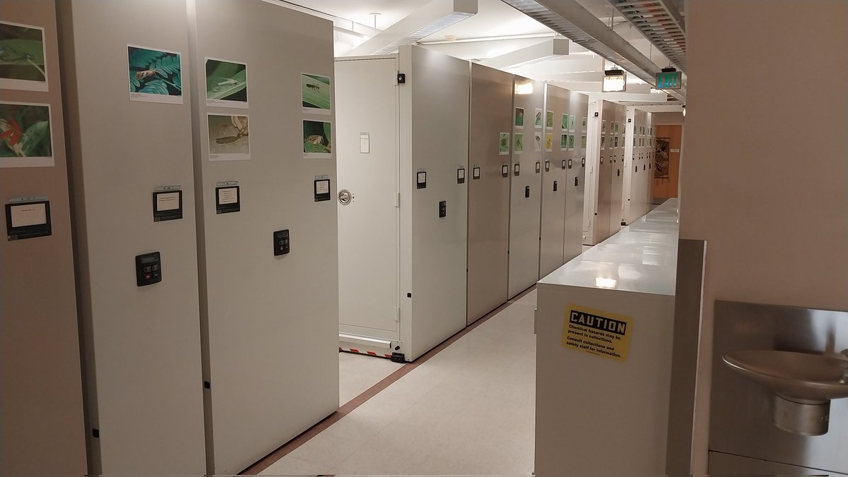 John Midgley (@johnmmidgley) on Twitter photo #flyfriday at the <a href="/NMNH_Entomology/">NMNH_Entomology</a> colections. A week of digging through the collections has been really productive. A bit of confirmation work needed, but it looks like 8 undescribed species. Thanks to <a href="/NMNH/">Smithsonian NMNH</a> and the Sabrosky fund for covering the costs for my stay in DC! #flyfriday at the <a href="/NMNH_Entomology/">NMNH_Entomology</a> colections. A week of digging through the collections has been really productive. A bit of confirmation work needed, but it looks like 8 undescribed species. Thanks to <a href="/NMNH/">Smithsonian NMNH</a> and the Sabrosky fund for covering the costs for my stay in DC!