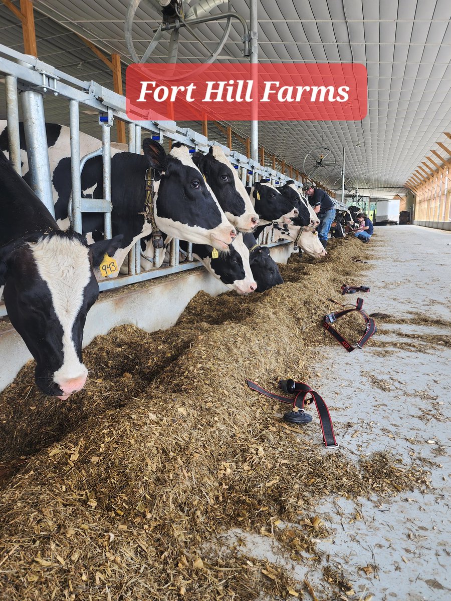 holstein1708's tweet photo. Preparing for start up day with Lely Center New England!! Cows are receiving their "fitbit" collar. This monitors their health and activity throughout day. Each cow has to have one to walk into robot so the it can read who she is. 

Shits getting real now, counting down the days! https://t.co/Vm2gfMI5Rr