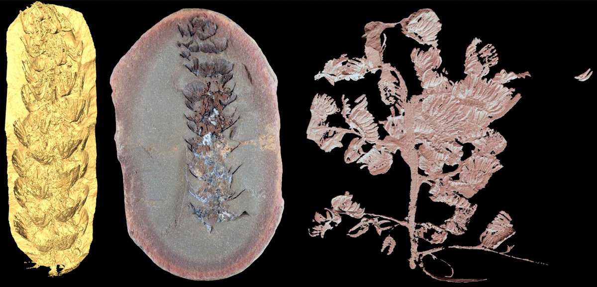 Fabiany Herrera (@fabianyherrera) on Twitter photo This #FossilFriday reinvestigating #Paleozoic #MazonCreek #fossilplants from the <a href="/FieldMuseum/">Field Museum</a> using μCT, Raman spectroscopy, SEM, & Airyscan confocal microscope.
frontiersin.org/articles/10.33…
<a href="/umich_paleobot/">UMich Paleobotany</a> @aineander <a href="/PhilippHeck2/">Philipp Heck</a> <a href="/MikeDAntonio22/">Mike D'Antonio</a> This #FossilFriday reinvestigating #Paleozoic #MazonCreek #fossilplants from the <a href="/FieldMuseum/">Field Museum</a> using μCT, Raman spectroscopy, SEM, & Airyscan confocal microscope.
frontiersin.org/articles/10.33…
<a href="/umich_paleobot/">UMich Paleobotany</a> @aineander <a href="/PhilippHeck2/">Philipp Heck</a> <a href="/MikeDAntonio22/">Mike D'Antonio</a>