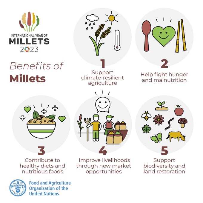Rich in heritage and full of potential, millets are a sustainable, nutritious &amp; under-valued food source.

5⃣reasons to include millets in your diet 👇

More about millets here 👉bit.ly/3p05oZD

Via <a href="/FAOAfrica/">FAO in Africa</a>