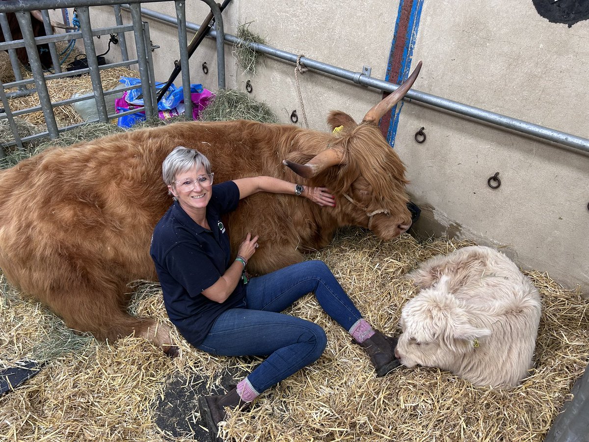 Clarkson65D's tweet photo. @greatyorkshow a well earned rest for these 3 beautiful babes after yet again another fabulous GYS  😘 https://t.co/GuVp5PPY3f