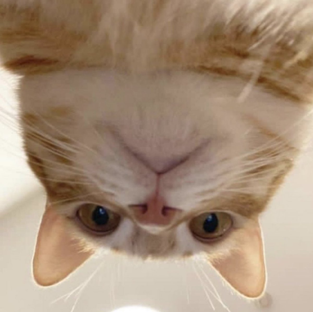 Why you should have a cat on Twitter