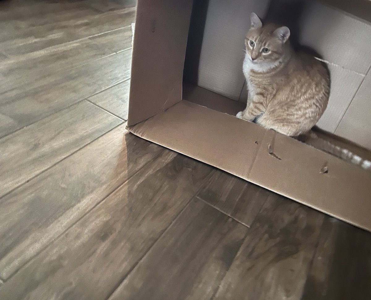 Jorts (and Jean) tweet media