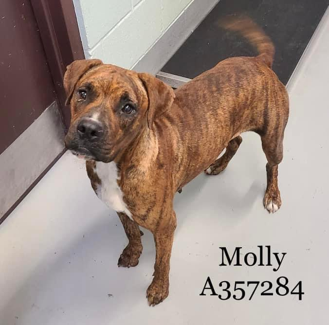 psychicwhisper3's tweet photo. 🏥🐾MOLLY🌸💔#A357284 4 Yrs
#CorpusChristiTX Tbk 🚨7/15 Noon🚨
▪️ Vomiting Blood
▪️ Abdomen Distended/Mammae
▪️ Low Blood Platelets & Inflammation
She Is Friendly With Some & Fearful With
0thers Maybe Just A Good Judge👨⚖️
Of Character🤨Plz Molly With
An Urgent #MedResQ🚑INFO⬇️ https://t.co/aeAKemQMsH