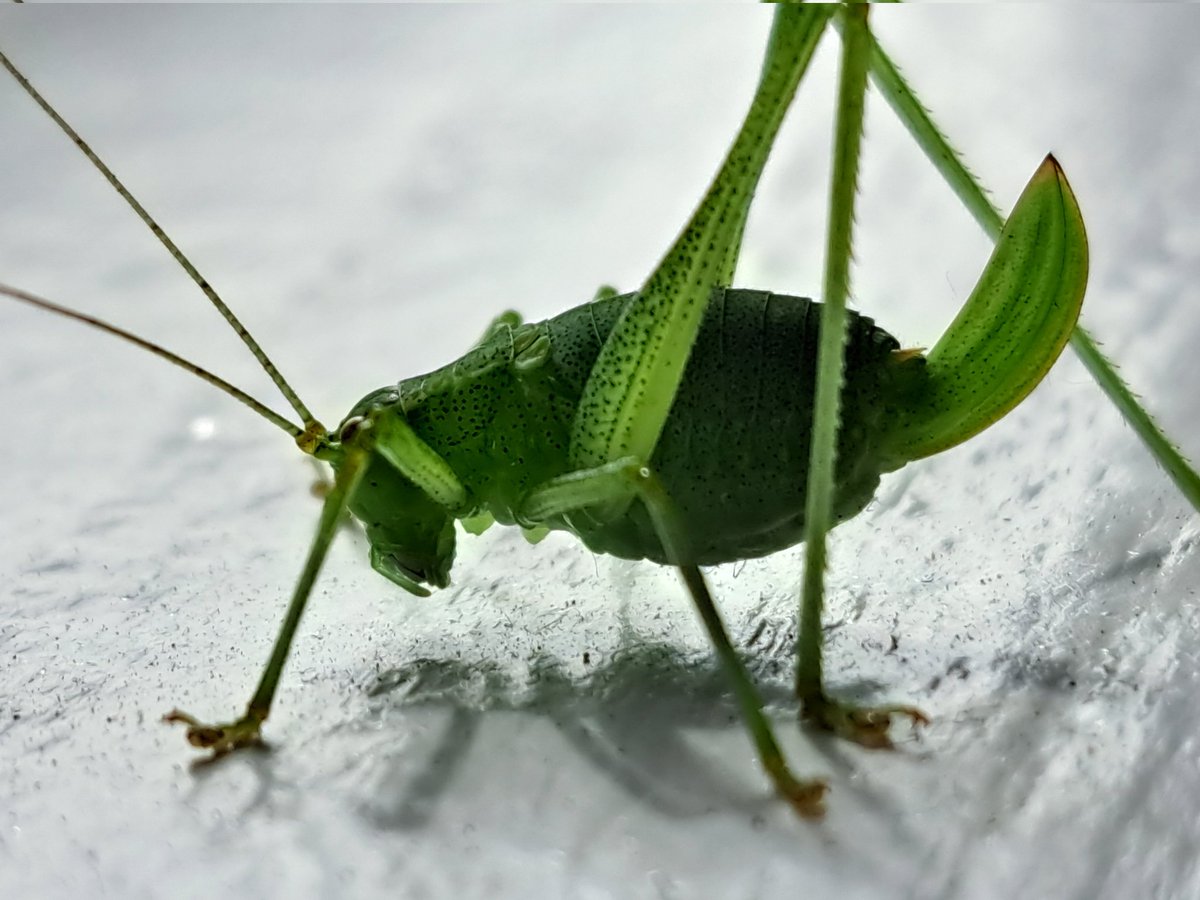 Tijdens het thuiswerken zoekt de natuur mij op, gezelschap op de vensterbank van mijn kantoor #fijn #Hattem #struiksprinkaan #bijnaweekend