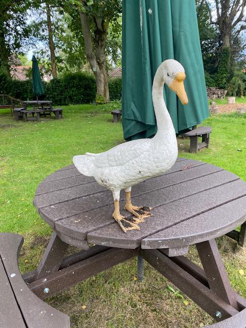 Missing - one goose. Last seen in the library garden.

If anyone knows the whereabouts of my twin please return him to the garden.  He is sadly missed by everyone 😔

#haveyouseenourgoose