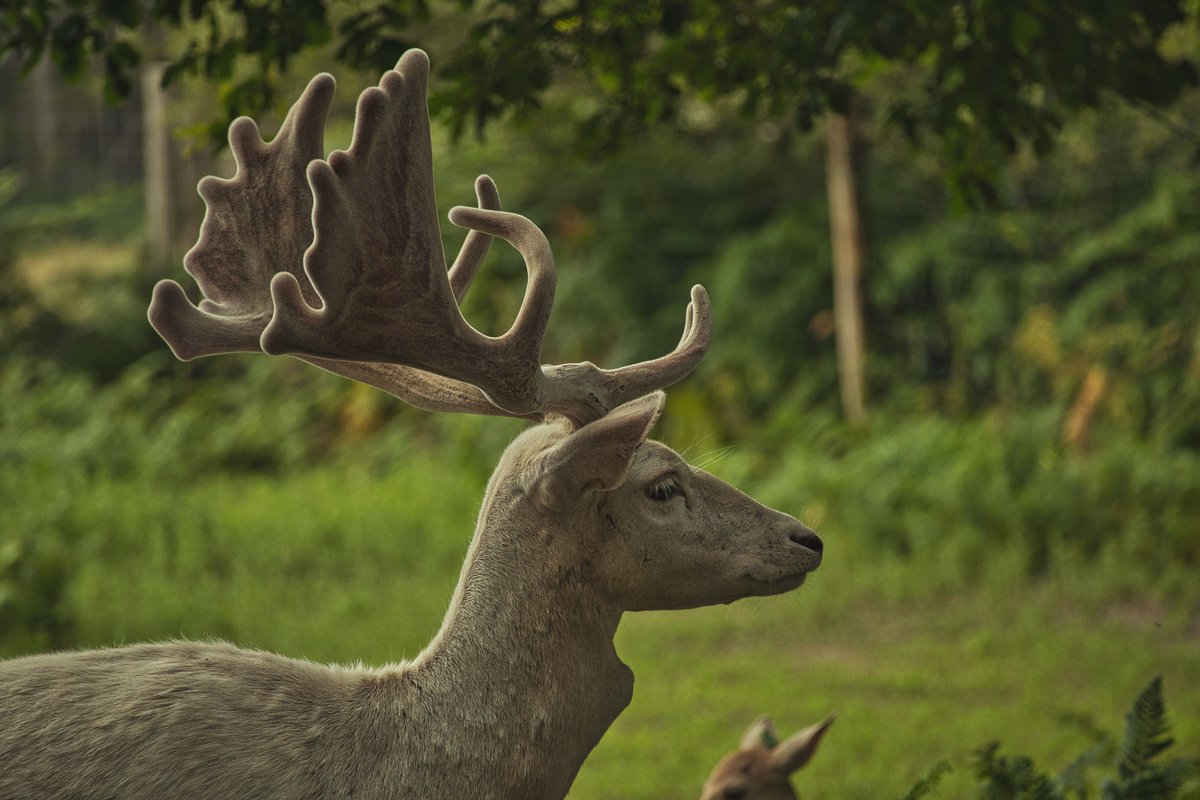 Gr3eg4's tweet photo. https://t.co/TxRBxQJU99

#deer #photography #canon #france #nature #photooftheday #travel #cerf #wildlife #picoftheday #travelphotography #naturephotography #photo #wildlifephotography #animals #animal #canonphotography #beautiful #europe #wild #landscape #naturelovers https://t.co/57JWRr3AdU