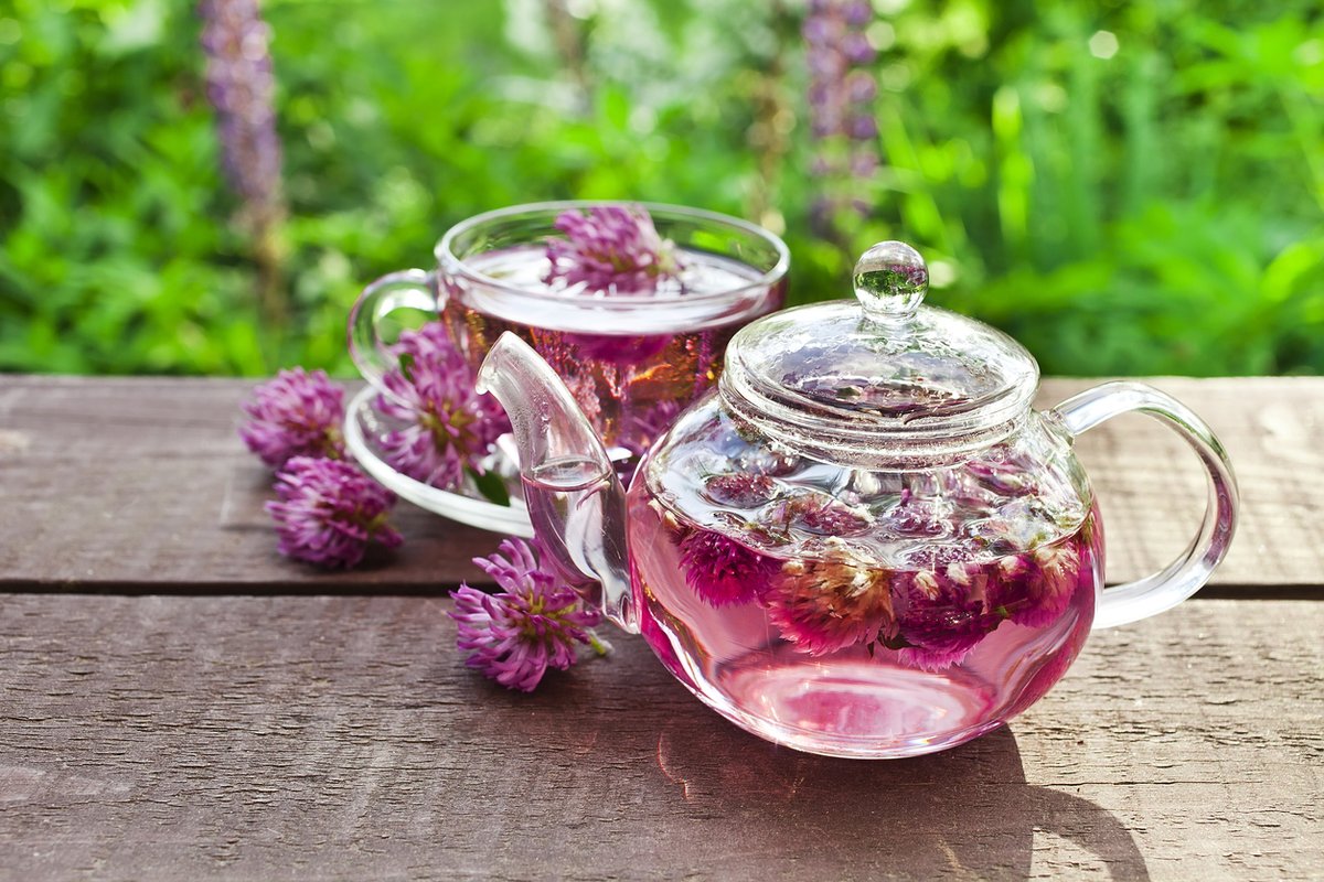 ecofarmfinder's tweet photo. ☘️ Because of red clover's abundance, medicinal &amp; nutritional properties, it's an excellent wild food source with nutrients including calcium, chromium, magnesium, potassium, vitamin C &amp; more. 

🫖 See our red clover herbal #tea recipe + more insights: https://t.co/GjcfC9Py12 https://t.co/LGveqScYkq