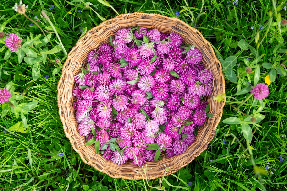 ecofarmfinder's tweet photo. ☘️ Because of red clover's abundance, medicinal &amp; nutritional properties, it's an excellent wild food source with nutrients including calcium, chromium, magnesium, potassium, vitamin C &amp; more. 

🫖 See our red clover herbal #tea recipe + more insights: https://t.co/GjcfC9Py12 https://t.co/LGveqScYkq