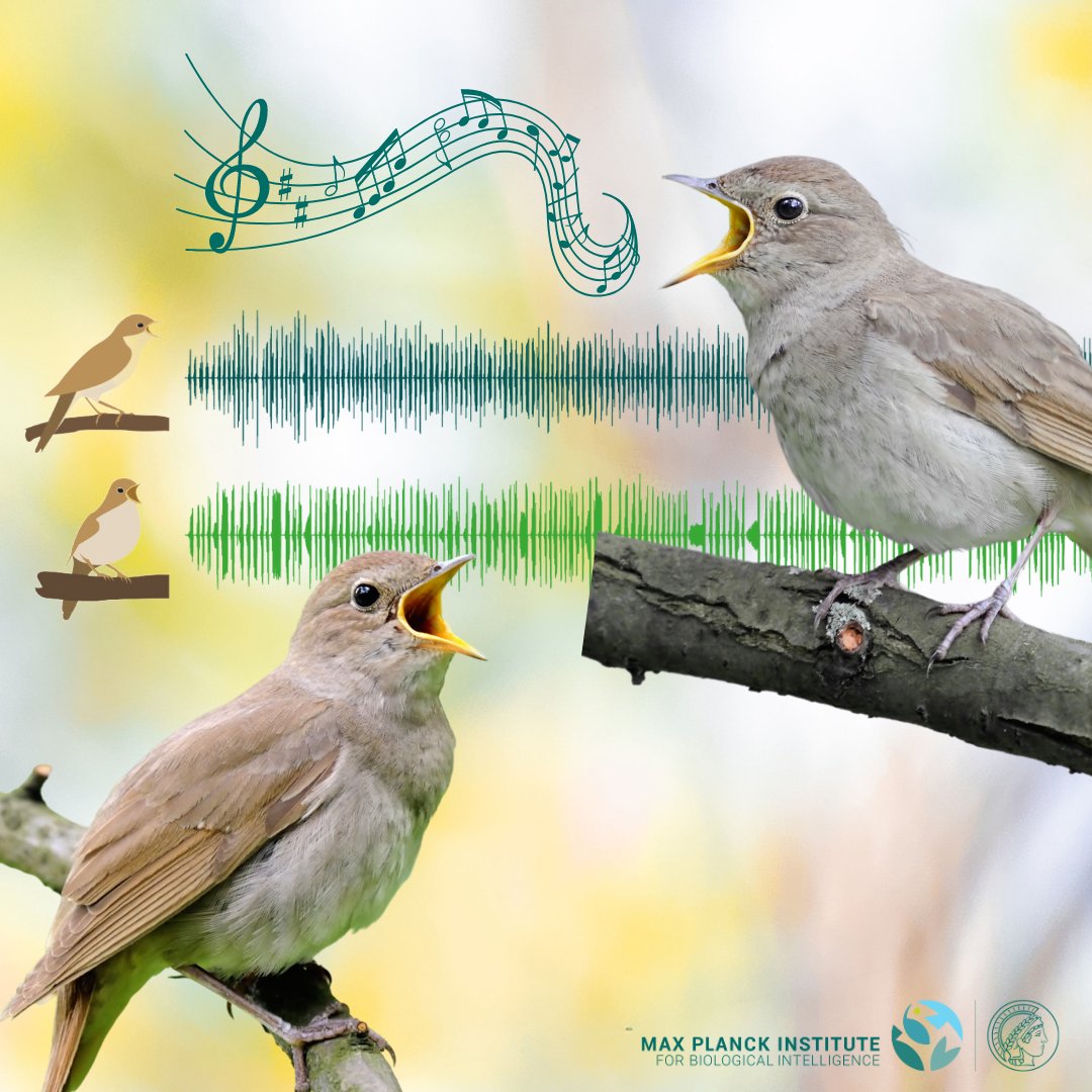 MPIforBI's tweet photo. Nightingales are great singers, but how well can they hit the tone? 🎶 @LabVallentin found that nightingales can imitate the pitch of whistles in real time! Read more: https://t.co/fzBEuTeXKl https://t.co/Jw7Ok7auBX