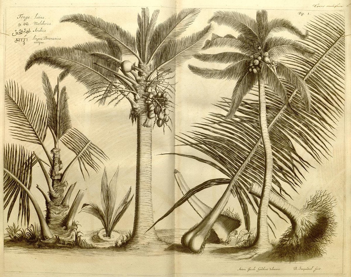 manipulatingfl1's tweet photo. In this short article, historian Minakshi Menon presents her group project @MPIWG, entitled "Hortus Indicus Malabaricus: The Eurasian Life of a Seventeenth-Century 'European' Botanical Classic." Congrats for her fascinating project!
 #manipulatinglfora 
https://t.co/7VvHWmEmck https://t.co/6DiLl35PKt