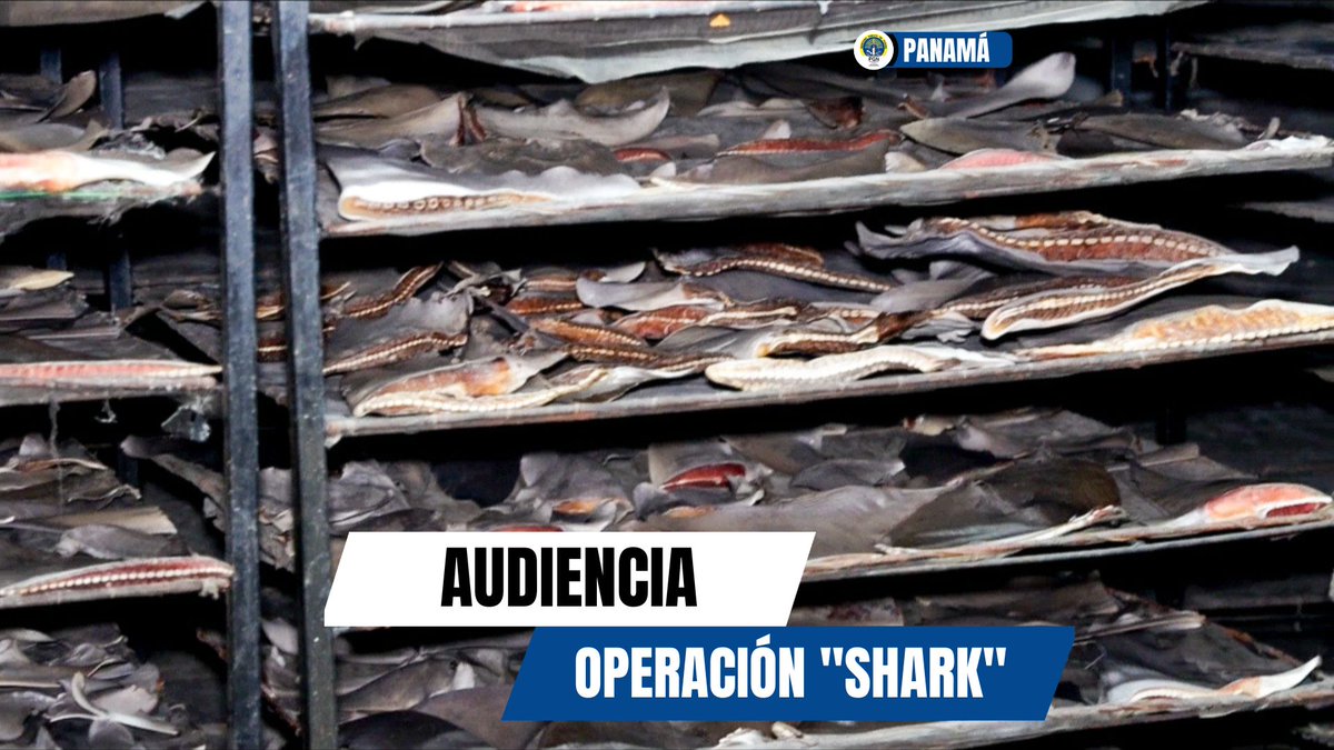 PGN_PANAMA's tweet photo. Hoy a las 2:00 p.m. la Fiscalía Primera contra la Delincuencia Organizada llevará ante Juez de Garantías a 5 personas por delitos contra la delincuencia organizada y contra la vida silvestre, aprehendidos en #OperaciónShark, ubicando más de 6 toneladas de aletas de tiburón. https://t.co/pPdAUjGfAR
