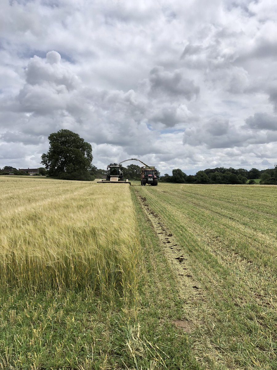 mrmattyhill's tweet photo. organic Wholecrop off yesterday and rain on the undersown PRG/RC today! Bit of good luck 👌 https://t.co/AaZBedVW21