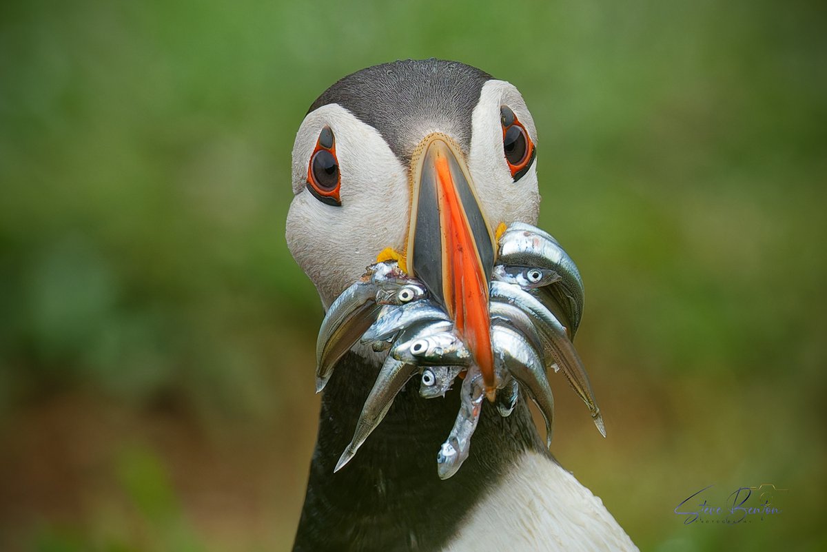 On a horrible wet day, a few from my first trip to Skomer Island from a little while ago. These comical little guys make you smile from the minute you land on the island. @RSPBCymru @WTSWW @skomer_island @BirdWatchingMag @BBCSpringwatch