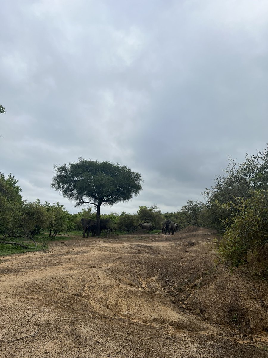 WordisBondPDX's tweet photo. Ambassadors embarked on an elephant nature hike in Mole National Park in Northern Ghana, home to 800 wild elephants!

Ambassadors got to see several herds up close on our hike, swim &amp; relax &amp; the park hotel pool, &amp; participate in several service projects.

🐘🇬🇭👑
#WordisBondPDX https://t.co/zeMqzAzB4h