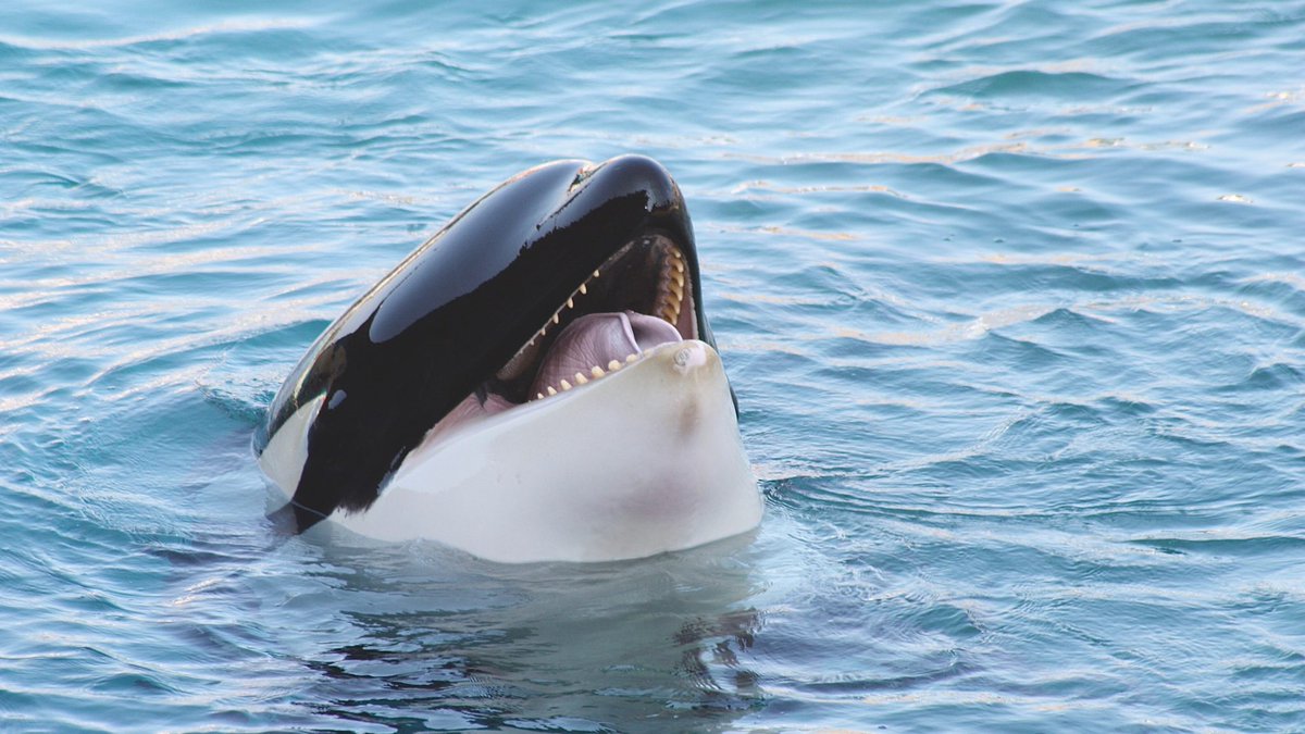 green4EMA's tweet photo. That's a mighty nice yacht you have there.
It sure would be a shame if someone rammed into it...
#orcaday #orcas https://t.co/oUg9Yr2KCX