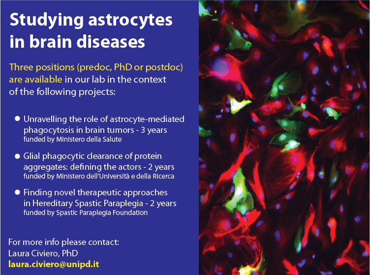 Department of Biology – University of Padova (@dibio_unipd) on Twitter photo JOB ALERT!!
Multiple positions open in the lab of <a href="/LauCiviero/">Laura Civiero</a> to study the role of glial cells in brain diseases. 2- and 3-year projects funded by <a href="/mur_gov_/">Ministero dell'Università e della Ricerca</a> <a href="/MinisteroSalute/">Ministero della Salute</a> #spasticparaplegiafoundation JOB ALERT!!
Multiple positions open in the lab of <a href="/LauCiviero/">Laura Civiero</a> to study the role of glial cells in brain diseases. 2- and 3-year projects funded by <a href="/mur_gov_/">Ministero dell'Università e della Ricerca</a> <a href="/MinisteroSalute/">Ministero della Salute</a> #spasticparaplegiafoundation