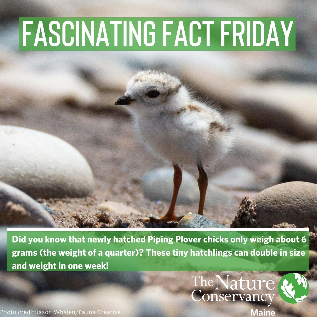 TNCmaine's tweet photo. Piping plover chicks will freeze if they feel threatened by a predator (like humans!), so make sure to give them plenty of space if you see them on the beach in Maine. #FascinatingFactFriday https://t.co/ZK9SmKeldV