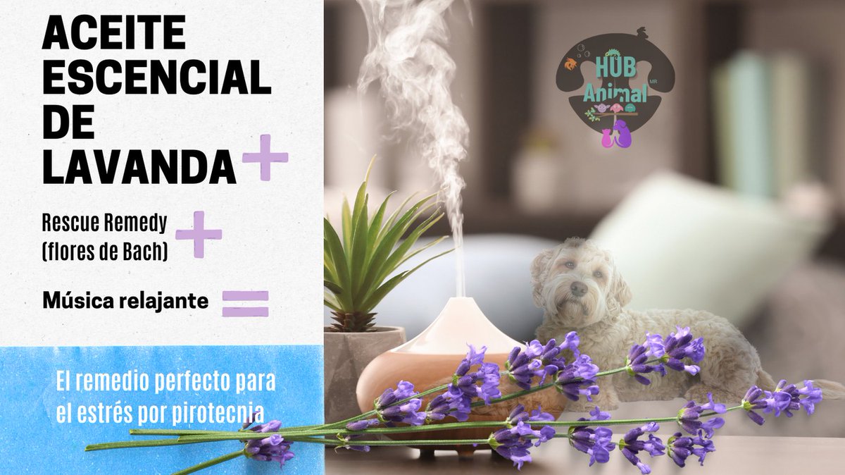 HubAnimalMx's tweet photo. Uso siempre aceites de calidad, 3 a 4 gotas aceite/100ml de agua en el difusor, 4 gotas de Rescue Remedy para mis gigantes, 3 para los grandes y 1 para los mini. Y actúo como si nada estuviera pasando. #CuidadoAnimal #Perros https://t.co/umMrENHSqg