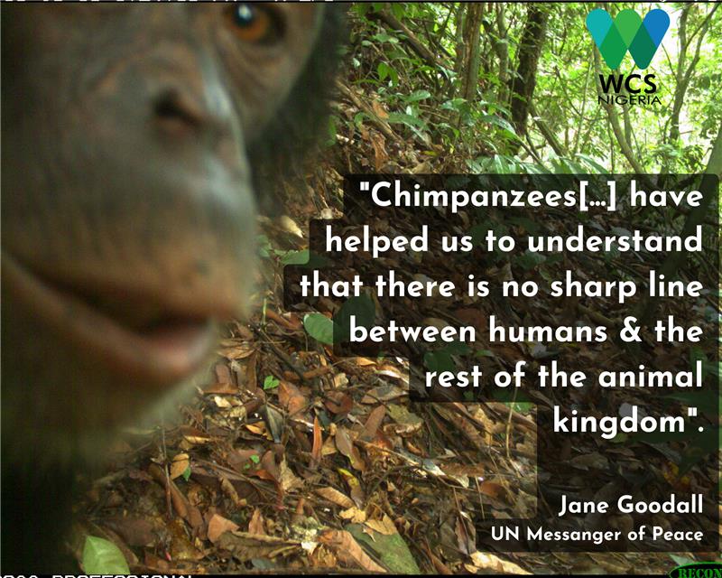 WCS_Nigeria's tweet photo. "Chimpanzees[...] have helped us to understand that there is no sharp line between humans &amp; the rest of the animal kingdom." - Jane Goodall, UN Messenger of Peace.
An inquisitive chimp at Afi Mountain Wildlife Sanctuary approaches our camera trap for a selfie. #WorldChimpanzeeDay https://t.co/xHcokoEyA6