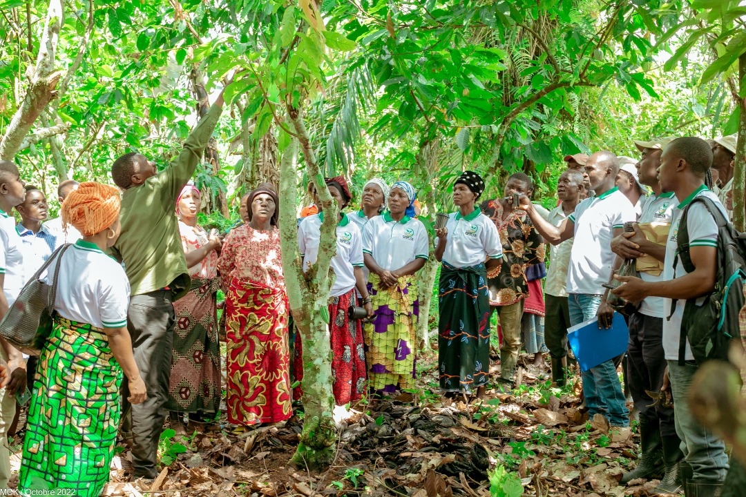 angeziaka1's tweet image. Dans le cadre de la promotion  de l'agriculture dans l'est du Congo, l'inéluctable engagement de MCK COOP-CA  devient à la fois une véritable source d'inspiration et de motivation.
Ledit engagement se traduit par l'assistance technique fournie par l'organisation à plus d'un