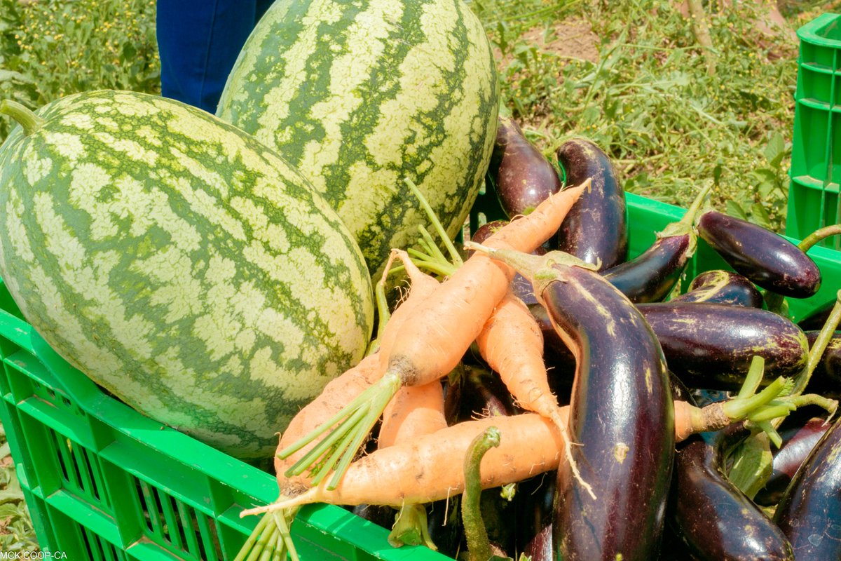 angeziaka1's tweet image. Dans le cadre de la promotion  de l'agriculture dans l'est du Congo, l'inéluctable engagement de MCK COOP-CA  devient à la fois une véritable source d'inspiration et de motivation.
Ledit engagement se traduit par l'assistance technique fournie par l'organisation à plus d'un