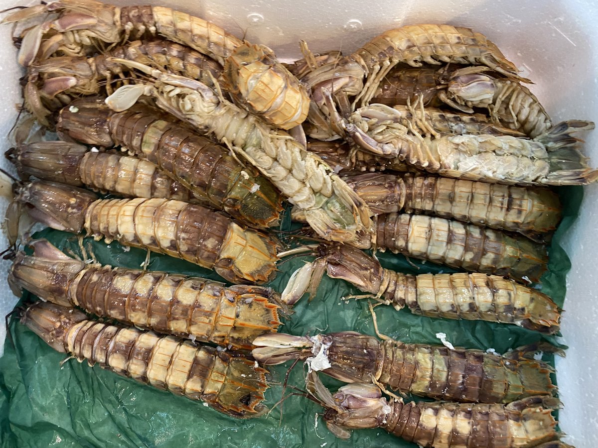 tgglobal_en's tweet photo. Our recommended item is Fresh Shishamo  #tgglobal #export #hokkaido #Asia #Malaysia #Taiwan #Australia #seafood #shishamo https://t.co/ixU0MoZ1ed